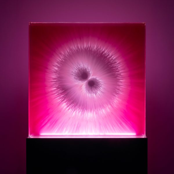 David Spriggs Zygote